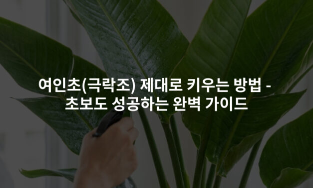 여인초(극락조) 제대로 키우는 방법 – 초보도 성공하는 완벽 가이드