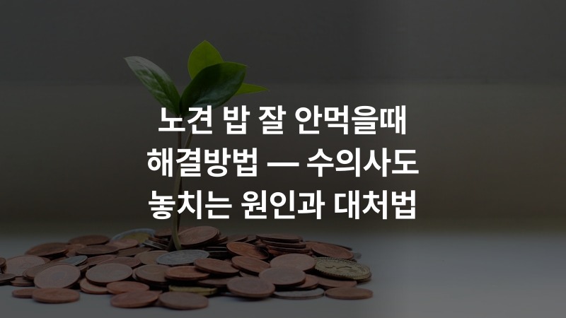 노견 밥 잘 안먹을때 해결방법 — 수의사도 놓치는 원인과 대처법