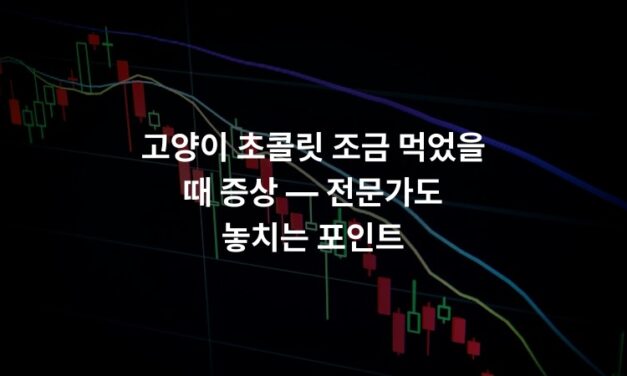 고양이 초콜릿 조금 먹었을 때 증상 — 전문가도 놓치는 포인트